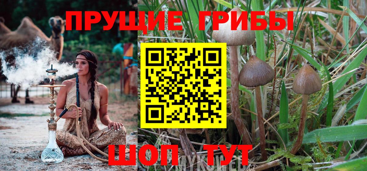 даркнет сайт  Вход с VPN  Псилоцибиновые грибы Magic Shrooms  Лесной  Галлюциногенные грибы прущие грибы 